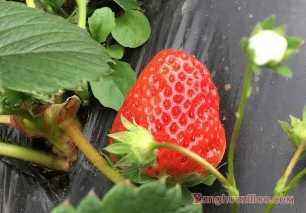 草莓从开花到果实成熟需要多少时间？（草莓果实的生长发育规律）