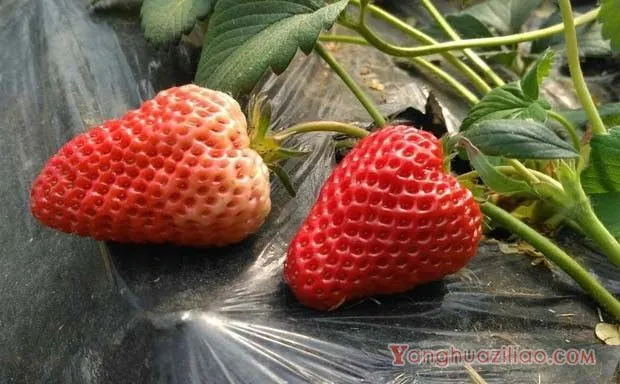 草莓从开花到果实成熟需要多少时间？（草莓果实的生长发育规律）