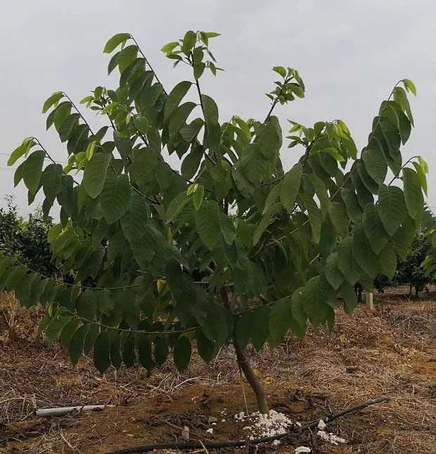 种植番荔枝适宜采用哪种树形? 种植番荔枝适宜采用哪种树形?