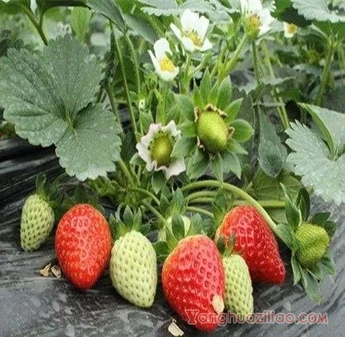 冬香草莓品种好不好? 冬香草莓品种好不好?