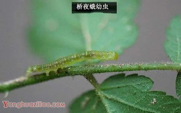 种龙眼如何防治桥夜蛾？