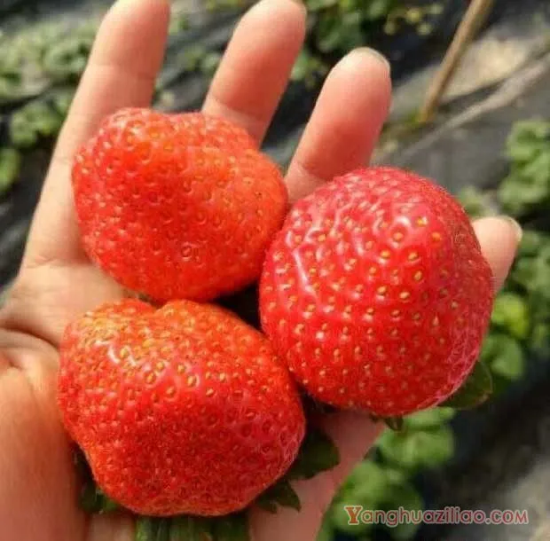 硕露草莓品种介绍