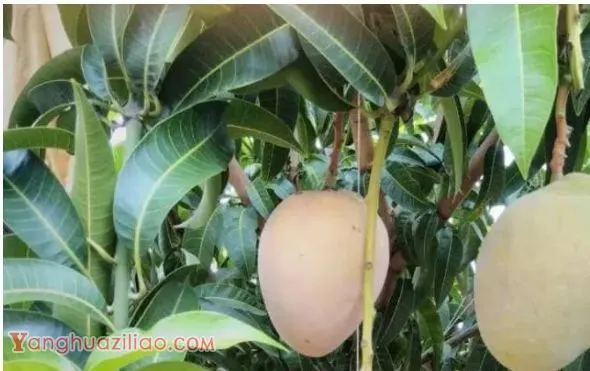 热品10号芒果品种好不好? 热品10号芒果品种好不好?