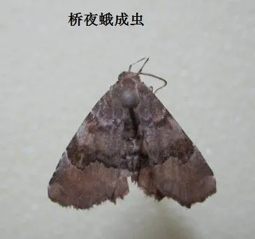 种龙眼如何防治桥夜蛾？
