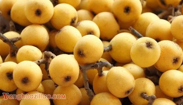 华白1号枇杷品种好不好？