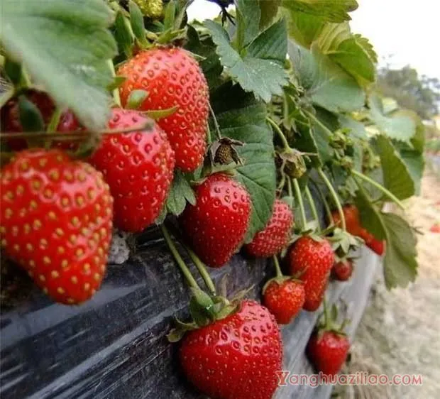 京泉香草莓品种介绍