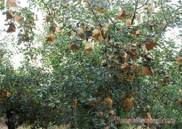 怎样修剪衰老期苹果树？
