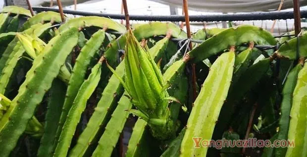 种植火龙果如何提高叶面肥的利用率？