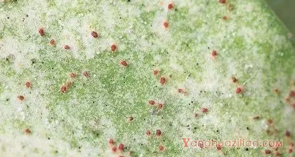 种植葡萄如何防治葡萄短须螨？
