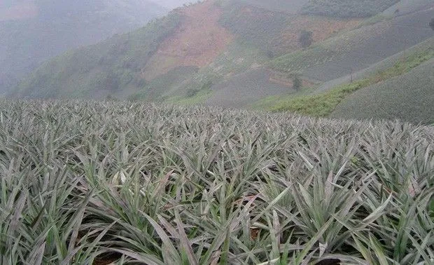 菠萝怎么用乙烯利催花？