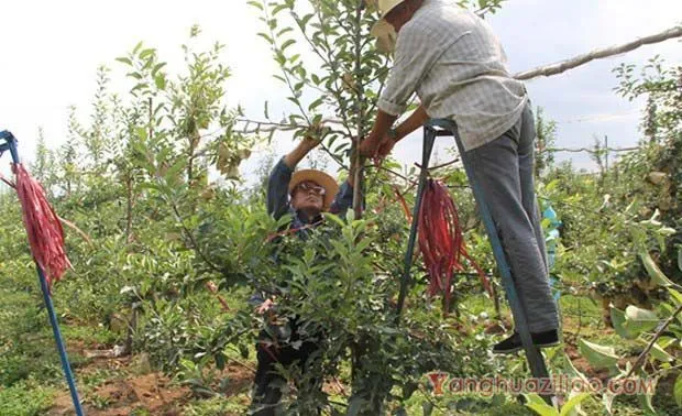 苹果树什么时间花芽分化，如何管理？