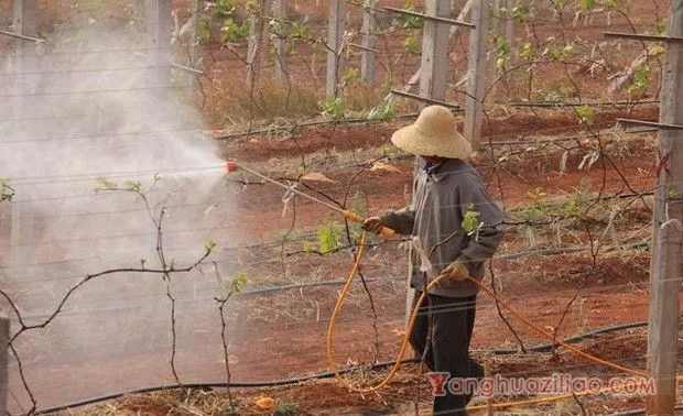 葡萄怎么使用赤霉素？