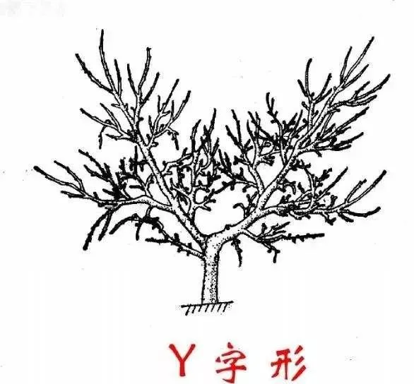 种植番荔枝适宜采用哪种树形? 种植番荔枝适宜采用哪种树形?