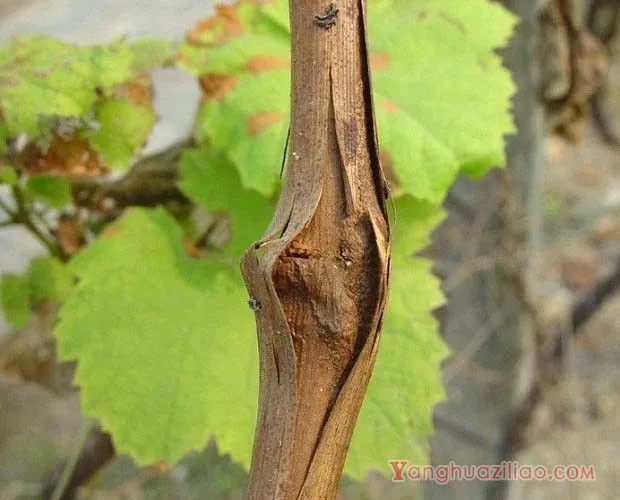 葡萄蔓割病如何防治？葡萄蔓枯病如何防治？