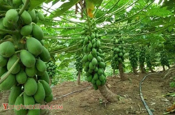 种植木瓜需要施多少肥料? 种植木瓜需要施多少肥料?