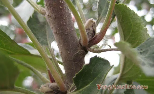 苹果树什么时间花芽分化，如何管理？