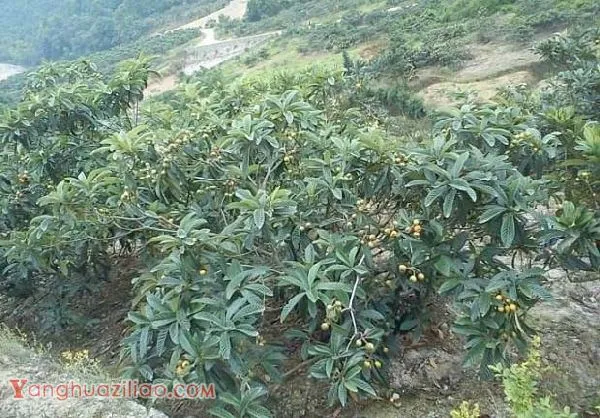 枇杷树适合什么土壤种植？