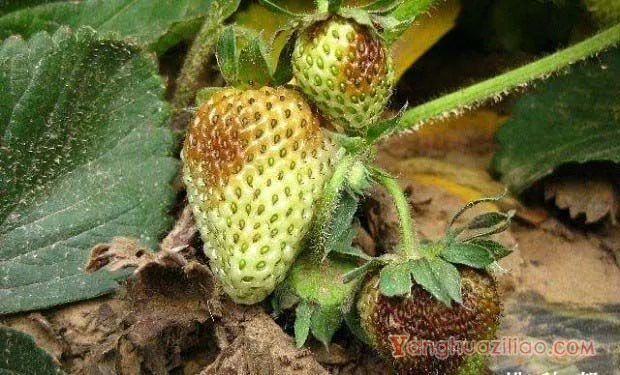 草莓果腐病的防治方法，草莓果腐病特效药有哪些？