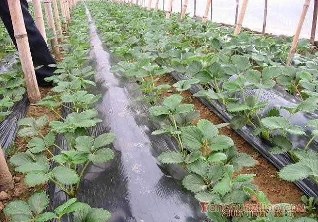 宁露草莓品种好不好? 宁露草莓品种好不好?