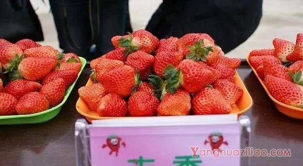 丰香草莓品种介绍