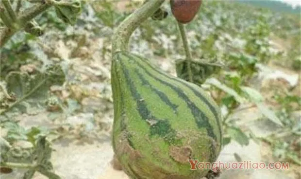 如何识别并防治西瓜畸形果？西瓜畸形如何防治？