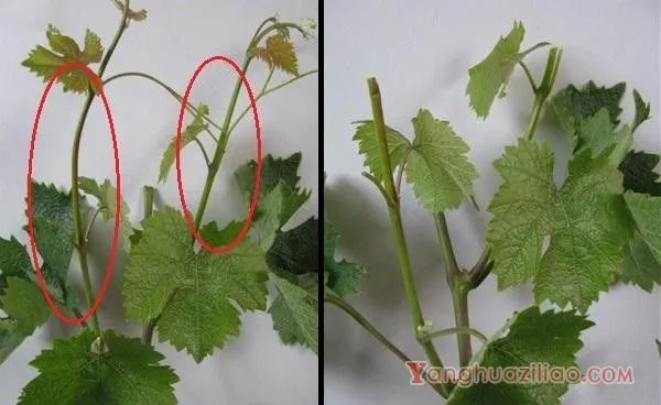 葡萄结果新梢的副梢如何处理？