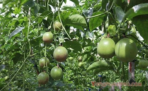 广西百香果种植情况