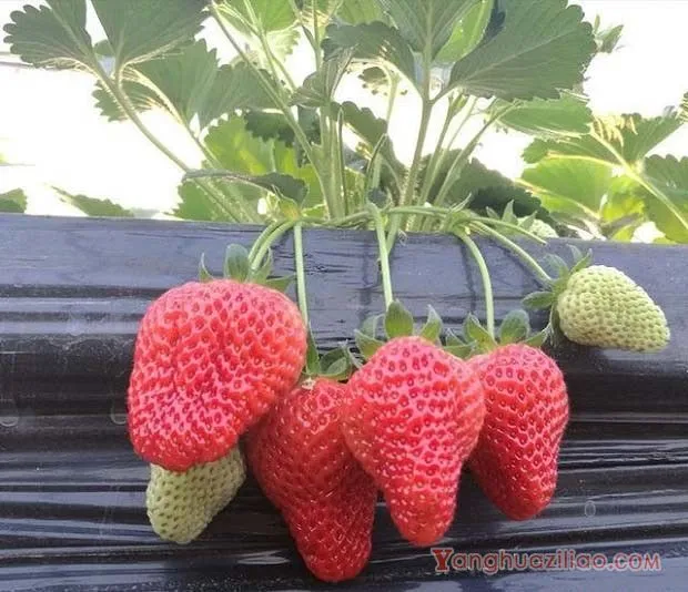 京藏香草莓品种介绍