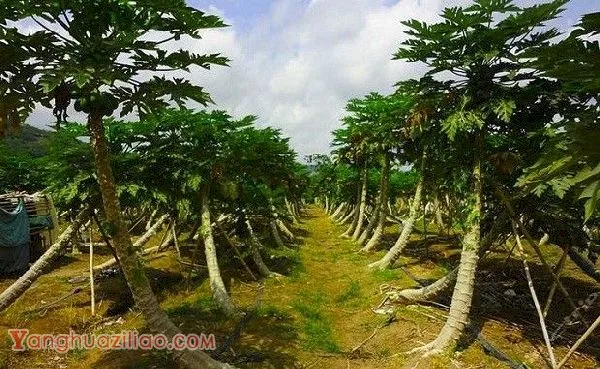 种植木瓜需要施多少肥料? 种植木瓜需要施多少肥料?