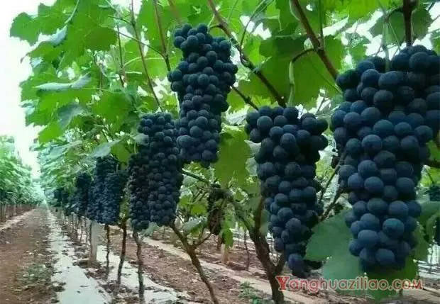 葡萄无核化栽培产量的变化（葡萄无核化栽培产量会减少吗？）