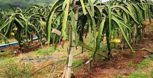 种植火龙果5月份如何管理？