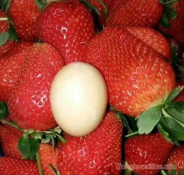 硕露草莓品种介绍