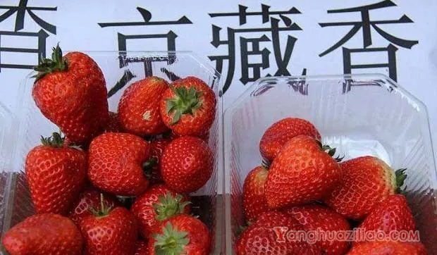 京藏香草莓品种介绍