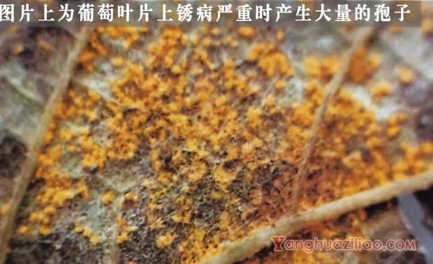 葡萄锈病有什么危害？葡萄锈病用什么药？