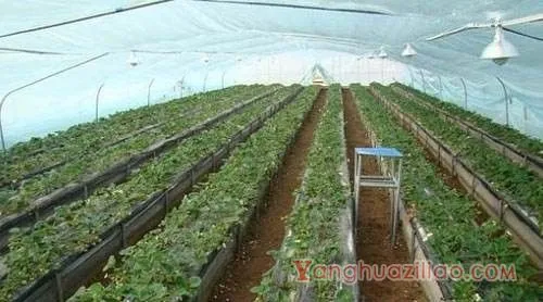 草莓补光有什么好处,草莓补光灯什么光的好? 草莓补光有什么好处,草莓补光灯什么光的好?