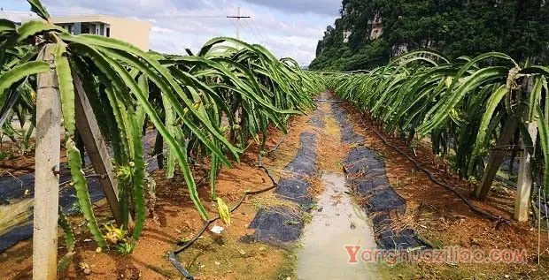 种植火龙果5月份如何管理？
