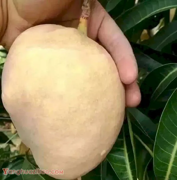 热品10号芒果品种好不好? 热品10号芒果品种好不好?