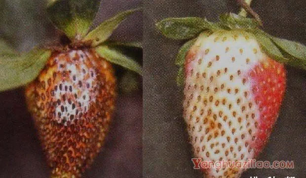 草莓果腐病的防治方法，草莓果腐病特效药有哪些？