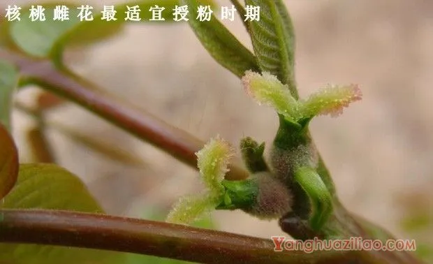 核桃树开花有什么特点？