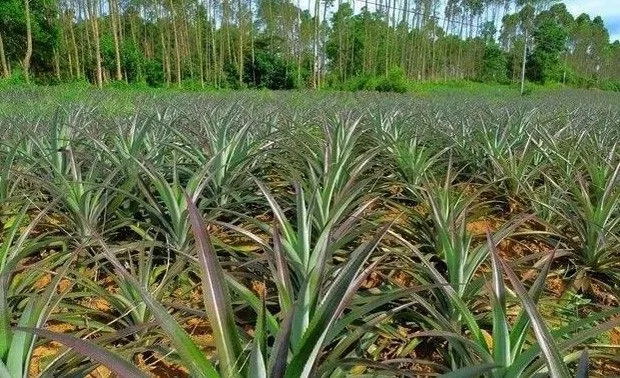 菠萝怎么用乙烯利催花？