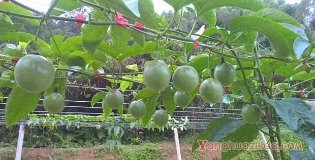 百香果种植条件及地区有哪些？