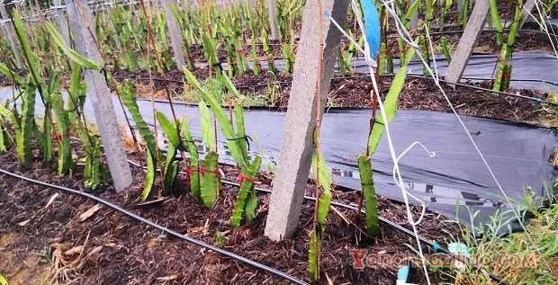 火龙果使用滴灌的注意事项