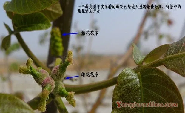 核桃树开花有什么特点？