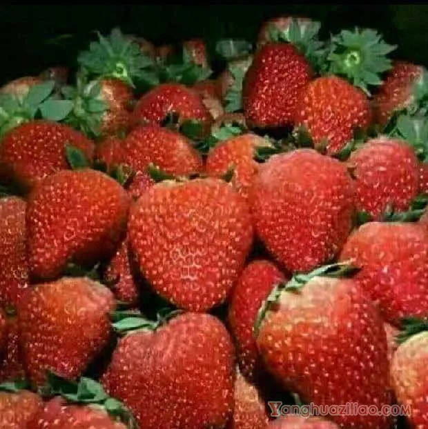 红丰草莓品种介绍