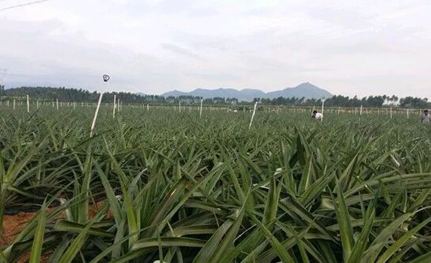 菠萝怎么用乙烯利催花？
