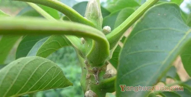 核桃树开花有什么特点？