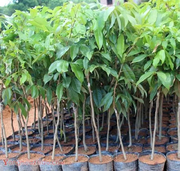 栽种荔枝在春季好还是秋季好？