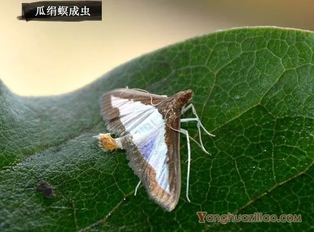 种西瓜如何防治瓜绢螟？