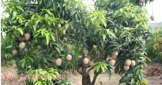 热品10号芒果品种好不好? 热品10号芒果品种好不好?