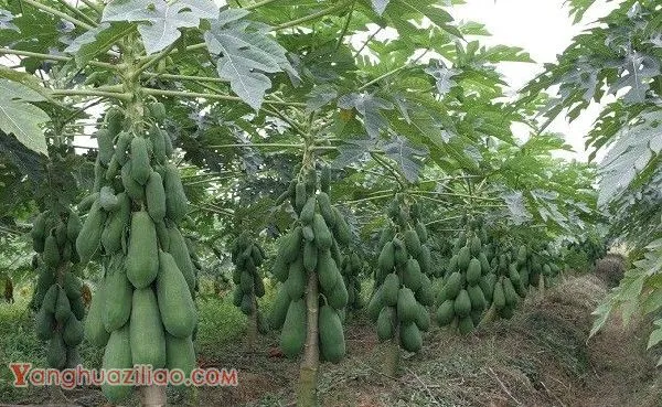 种植木瓜需要施多少肥料? 种植木瓜需要施多少肥料?